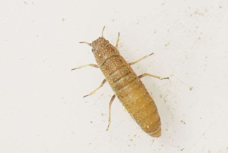 Atheroides sp. (Atheroides sp.)