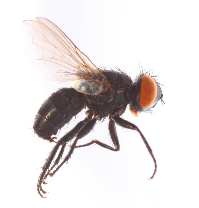 Oebalia praeclusa (Oebalia praeclusa)