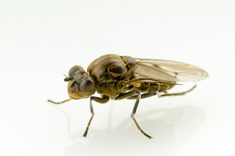 Parydra aquila (Parydra aquila)