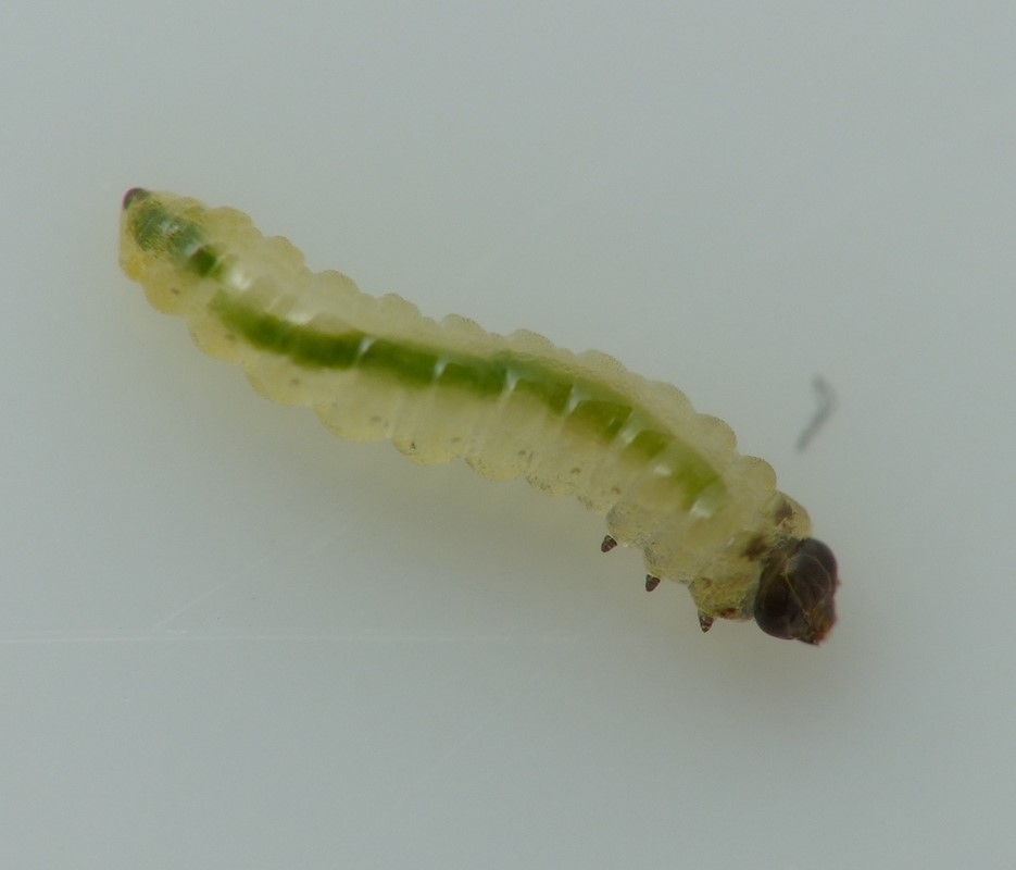 Storkenæbminérbladhveps (Fenella minuta)