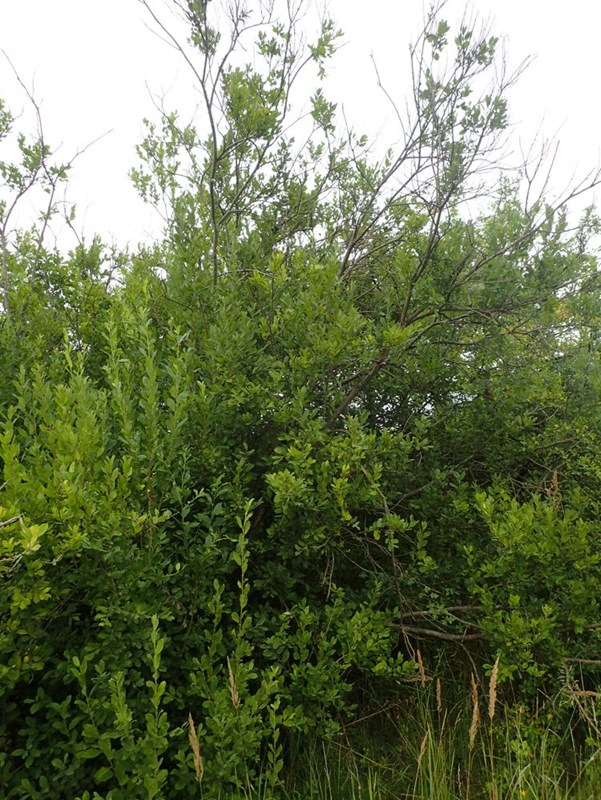 Selje- x Grå-Pil (Salix caprea x cinerea ssp. cinerea)