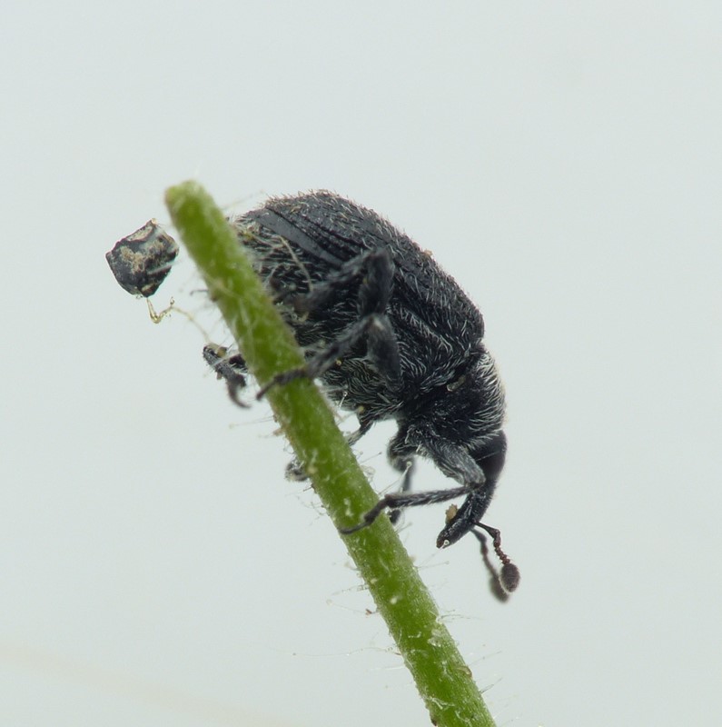 Rhinusa melas (Rhinusa melas)