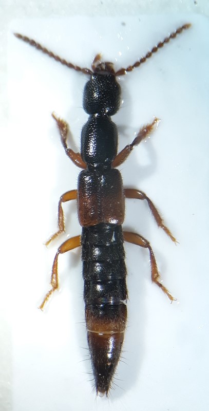 Lathrobium rufipenne (Lathrobium rufipenne)