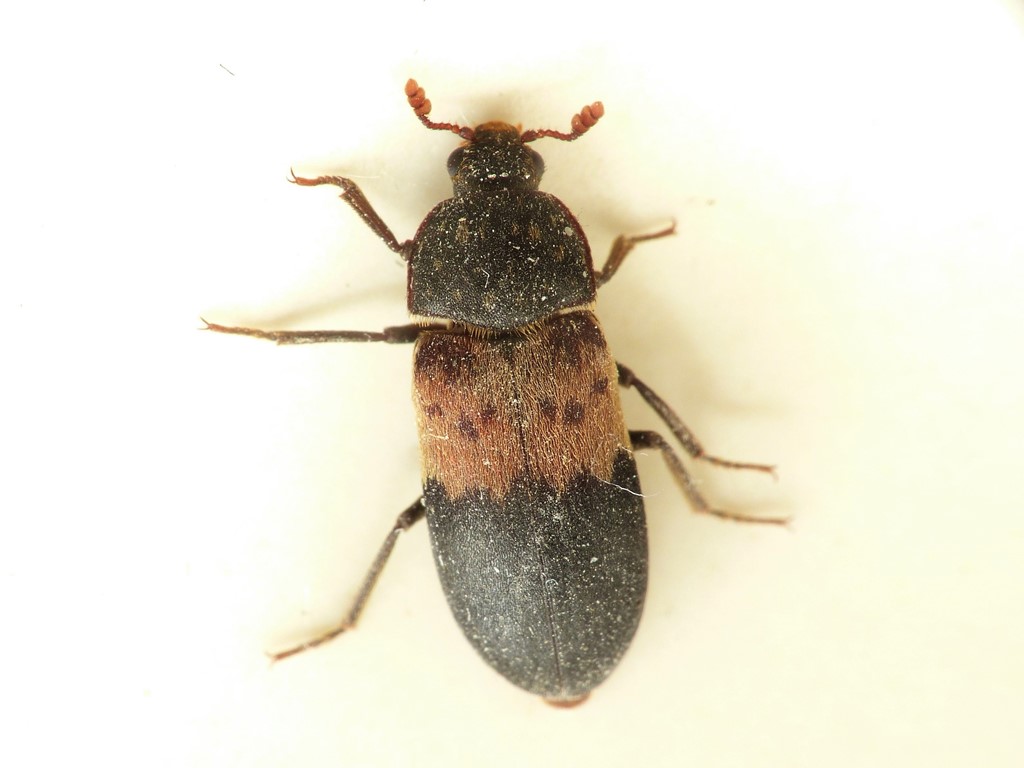 Flæskeklanner (Dermestes lardarius)