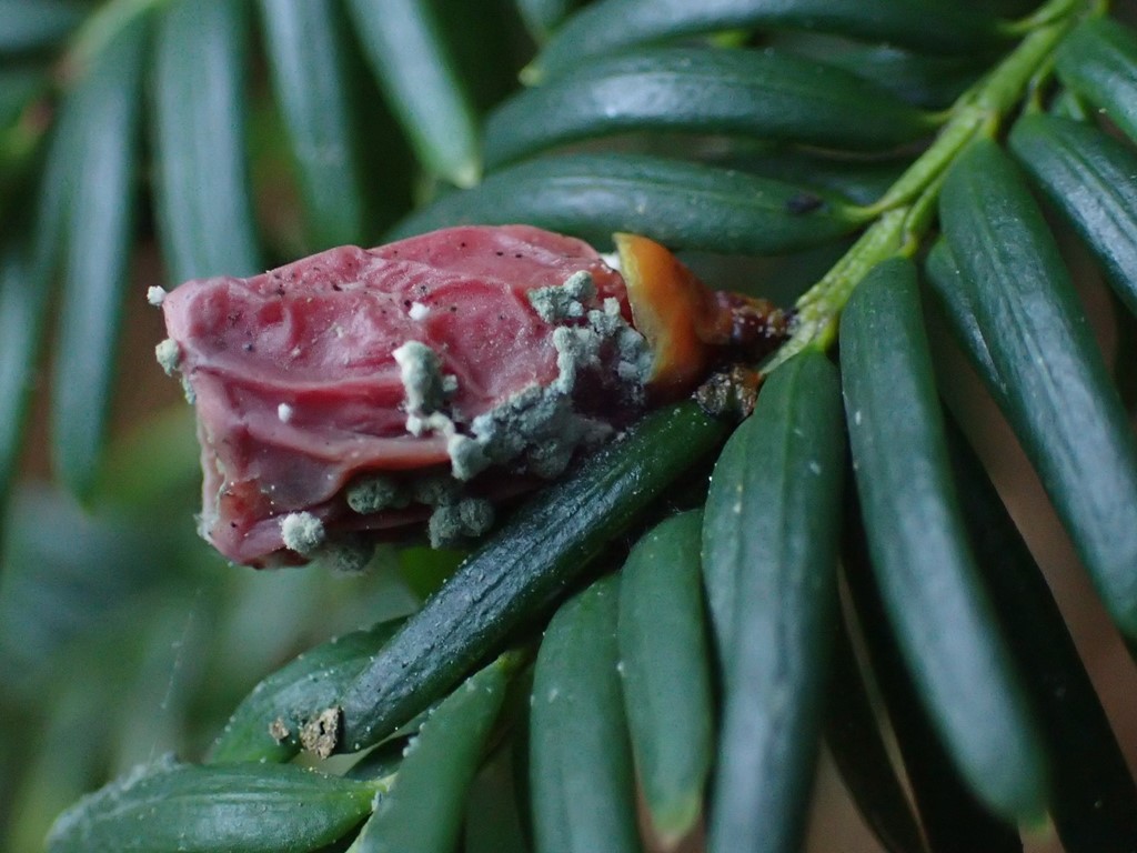 Penicillium expansum (Penicillium expansum)