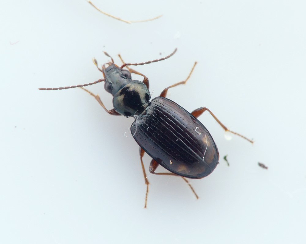 Marskglansløber (Bembidion iricolor)