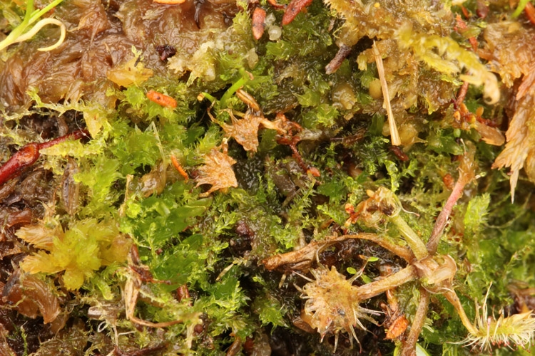 Væld-Kantbæger (Cephalozia bicuspidata var. lammersiana)