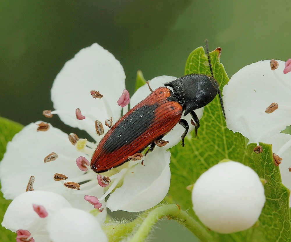 Sømplettet Skovsmælder (Ampedus sanguinolentus)