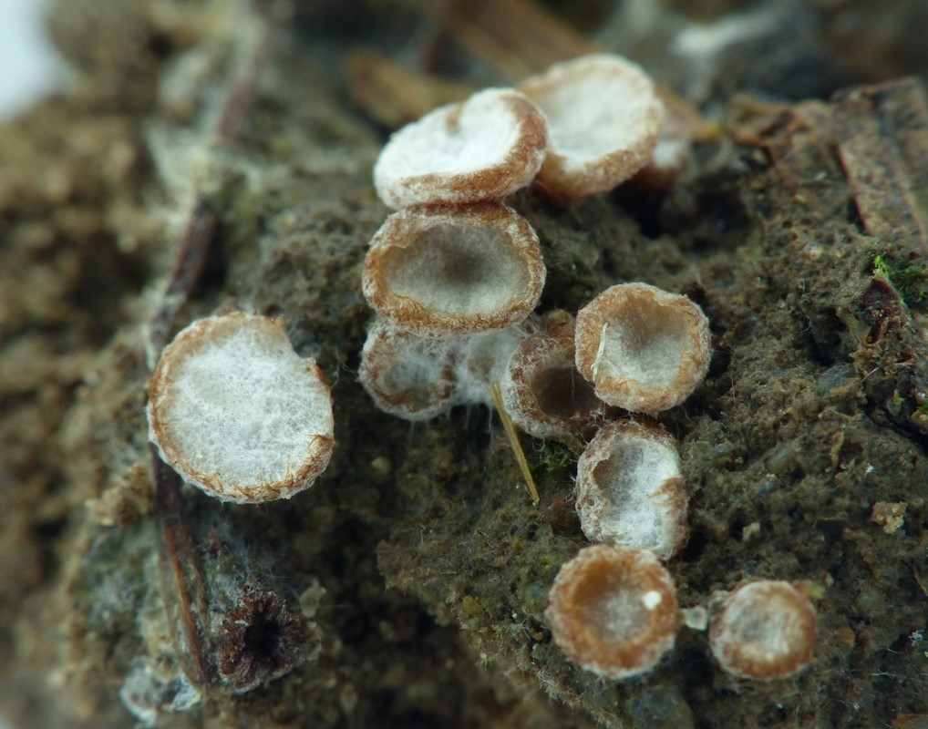 Tensporet Børstebæger (Trichophaea hybrida)