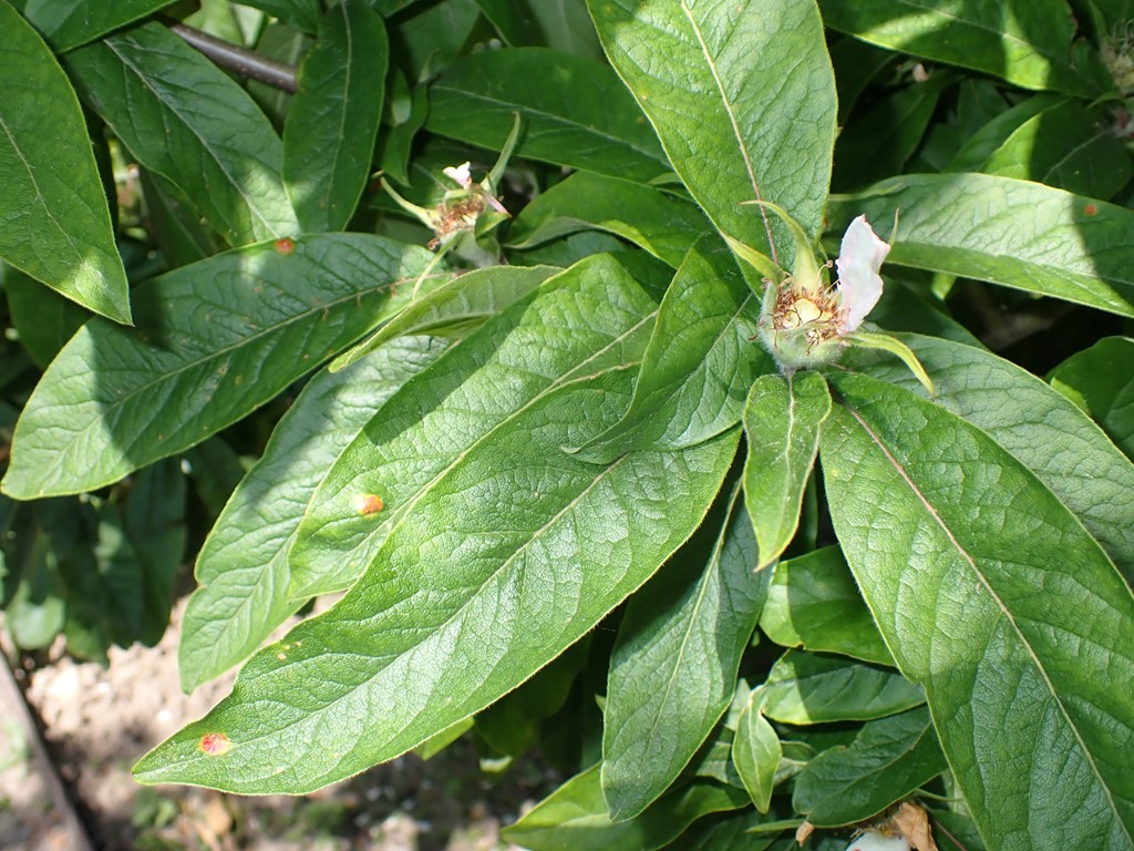 Gymnosporangium confusum (Gymnosporangium confusum)