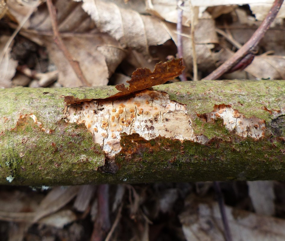 Peniophora hydnoidea (Peniophora hydnoidea)