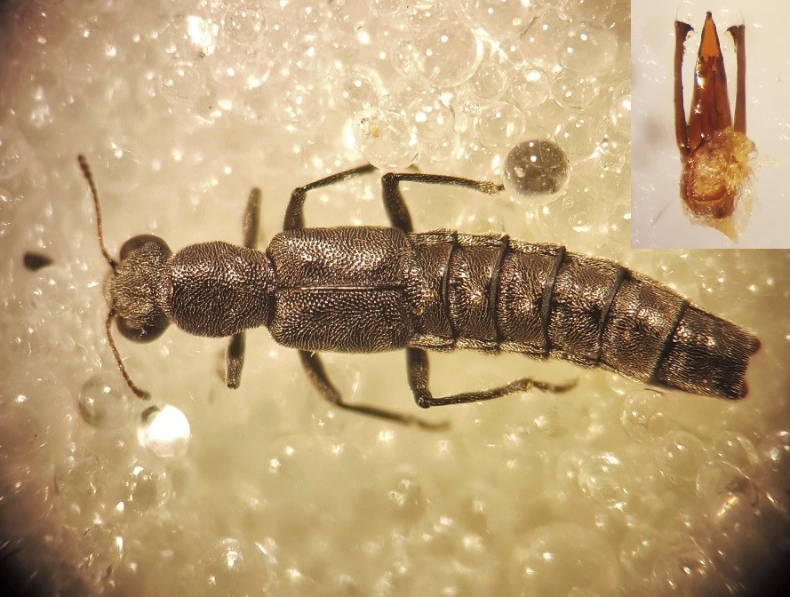 Stenus umbratilis (Stenus umbratilis)