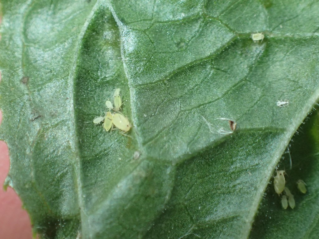 Gul Dueurtbladlus (Aphis praeterita)