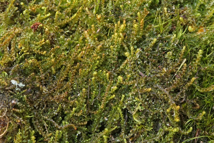 Tofliget Flerfligmos (Lophozia kunzeana)