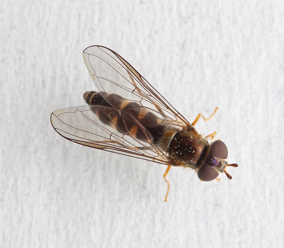Trekant-Svirreflue (Meligramma triangulifera)