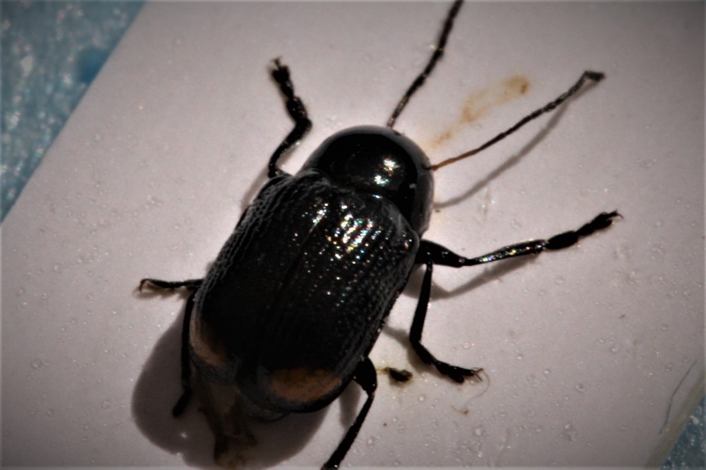 Cryptocephalus biguttatus (Cryptocephalus biguttatus)