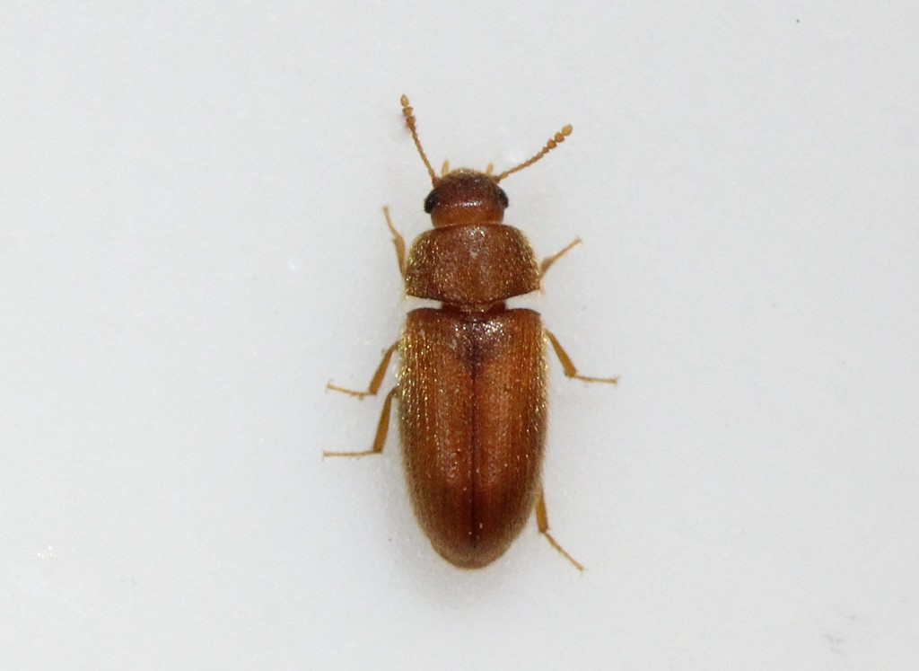 Typhaea stercorea (Typhaea stercorea)