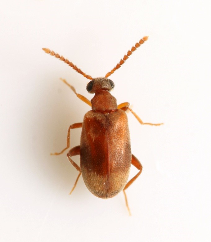 Aderus populneus