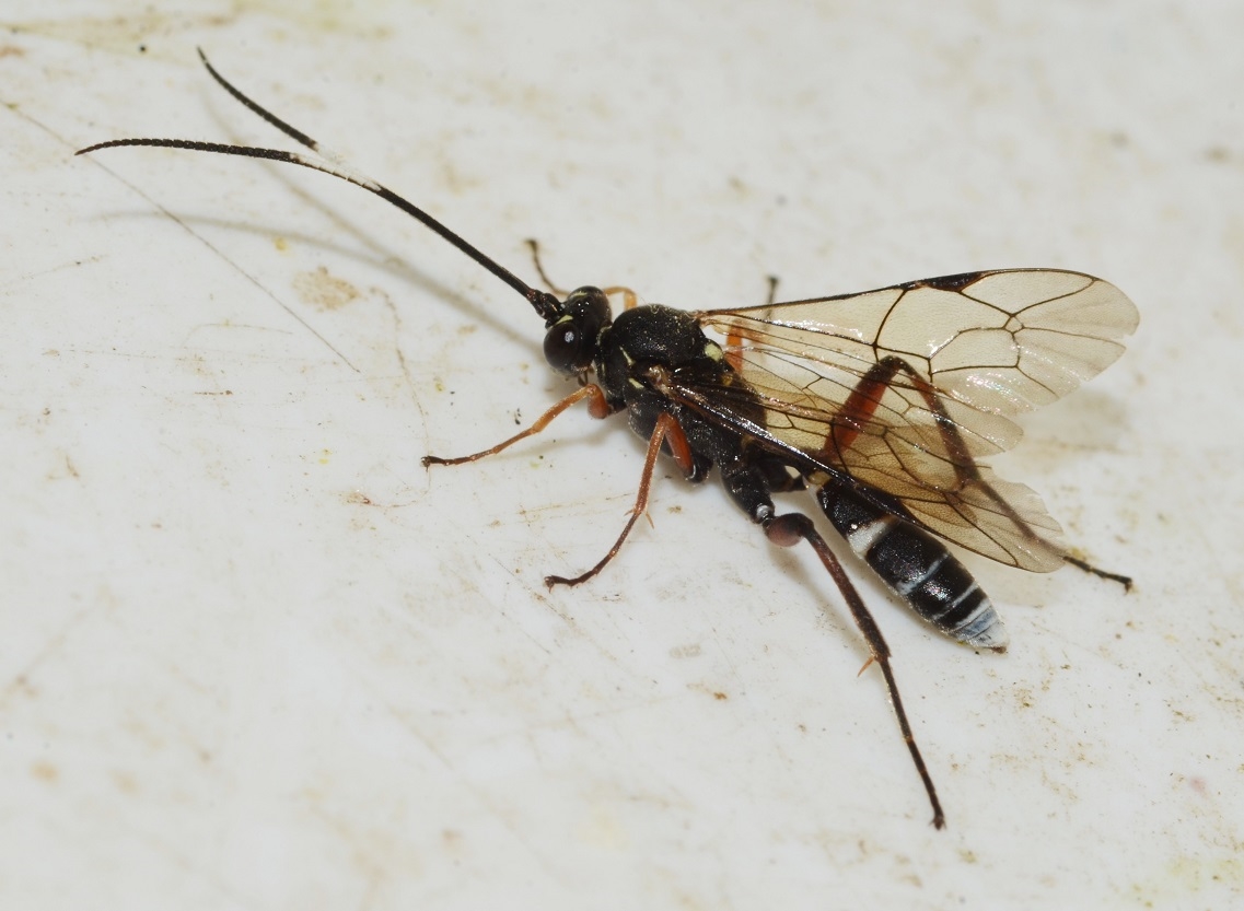 Dentilabus variegatus (Dentilabus variegatus)