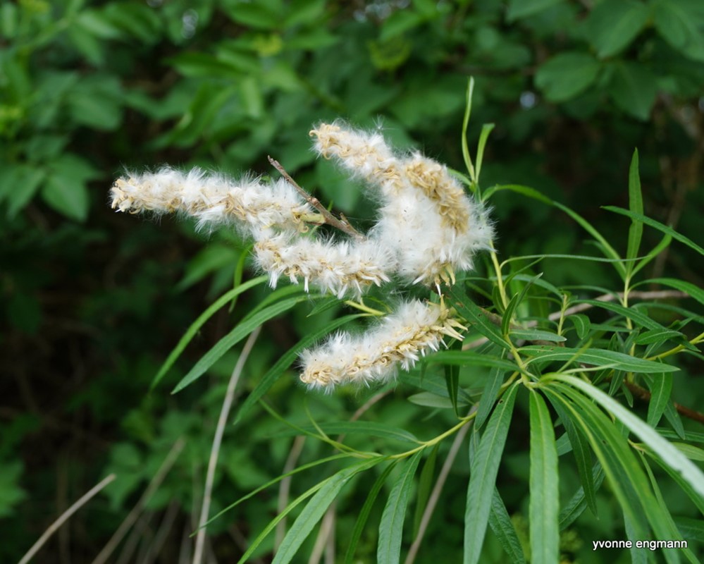 Pil sp. (Salix sp.)