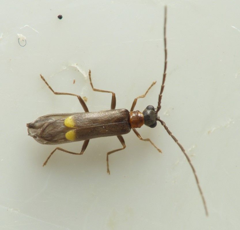 Malthodes fuscus