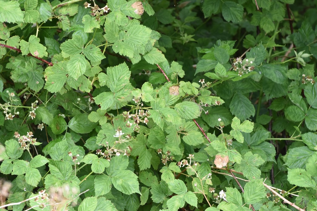 Rubus vigorosus (Rubus vigorosus)