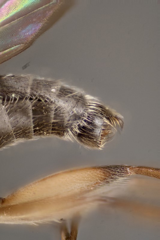 Docosia sciarina (Docosia sciarina)