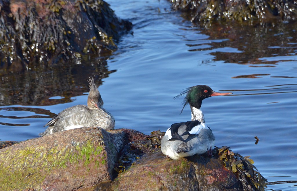 Toppet Skallesluger Observation Nb 2546892 Naturbasen