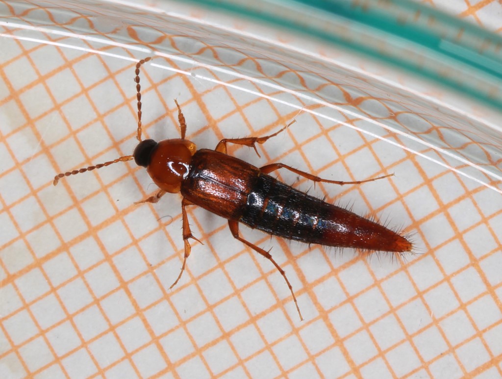 Parabolitobius inclinans (Parabolitobius inclinans)