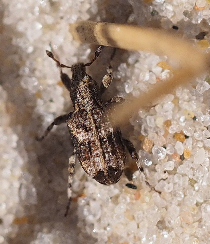 Gronops lunatus (Gronops lunatus)