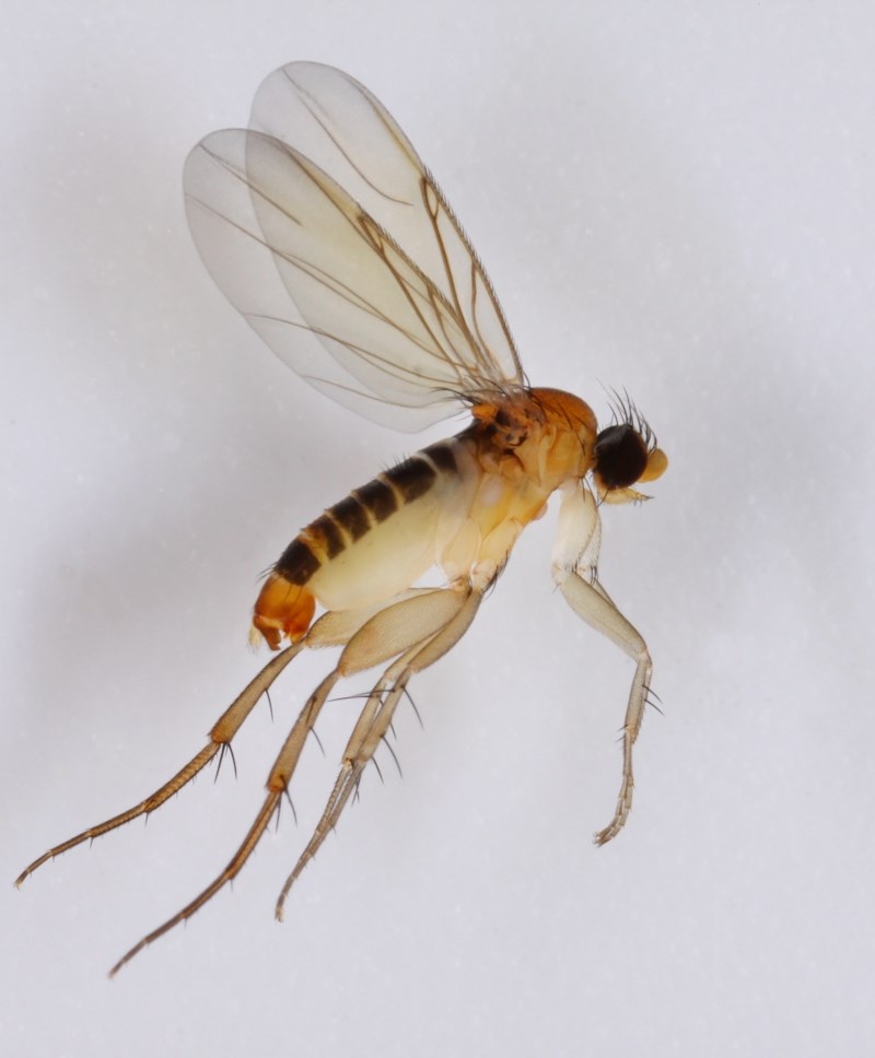Spiniphora dorsalis (Spiniphora dorsalis)