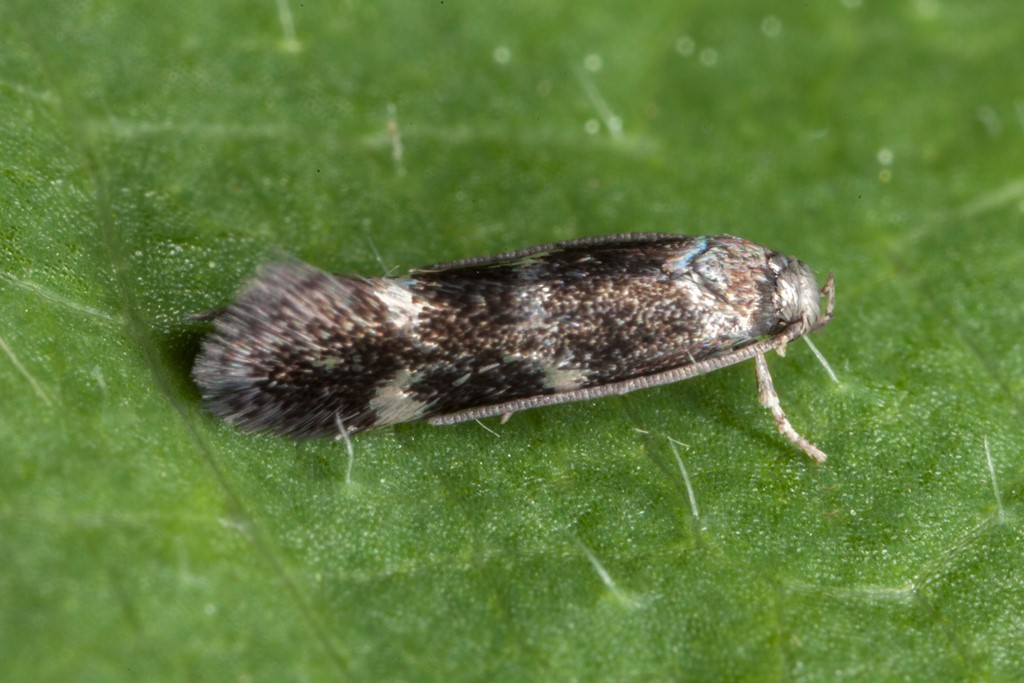 Elachista diederichsiella (Elachista diederichsiella)