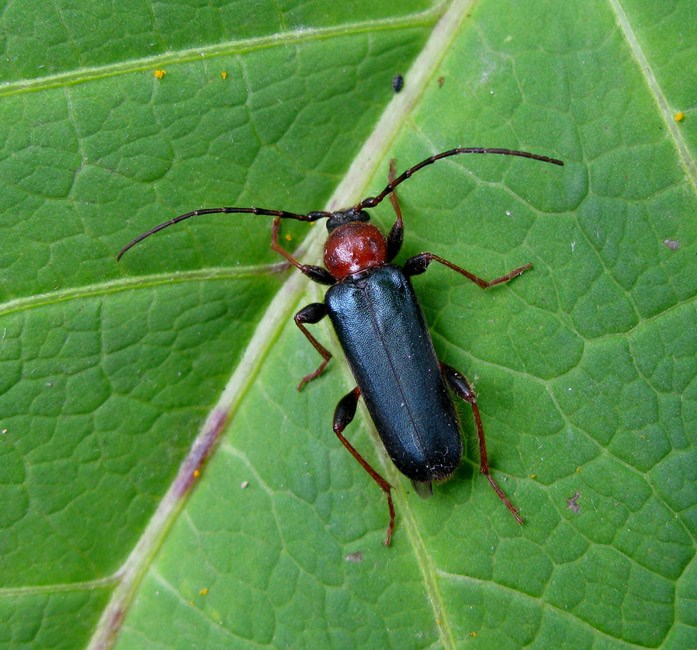Bøgebuk (Phymatodes testaceus)