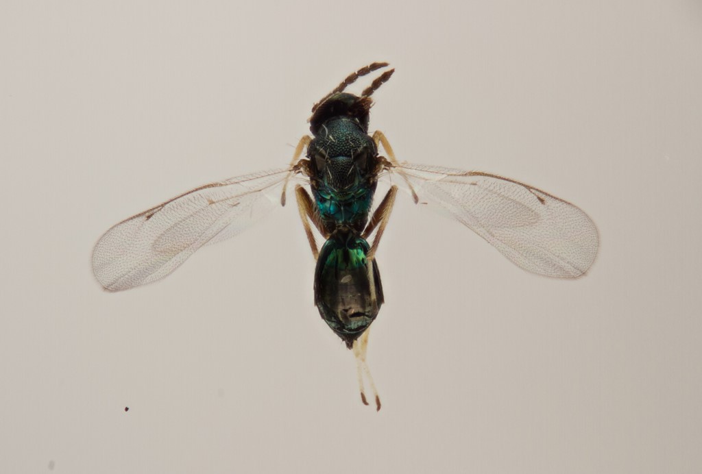 Pnigalio agraules (Pnigalio agraules)