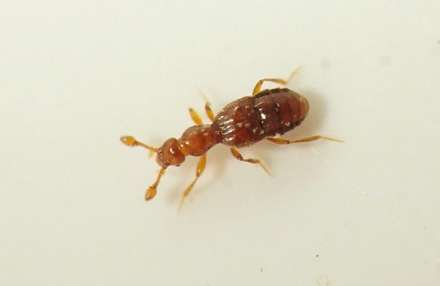 Trimium brevicorne (Trimium brevicorne)