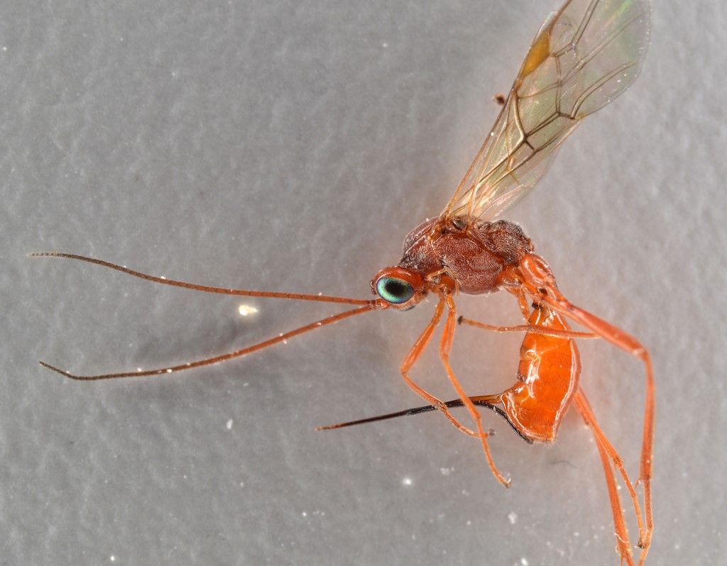 Zele chlorophthalmus (Zele chlorophthalmus)