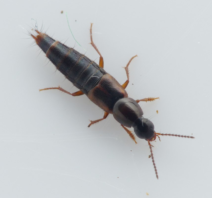 Quedius nemoralis (Quedius nemoralis)