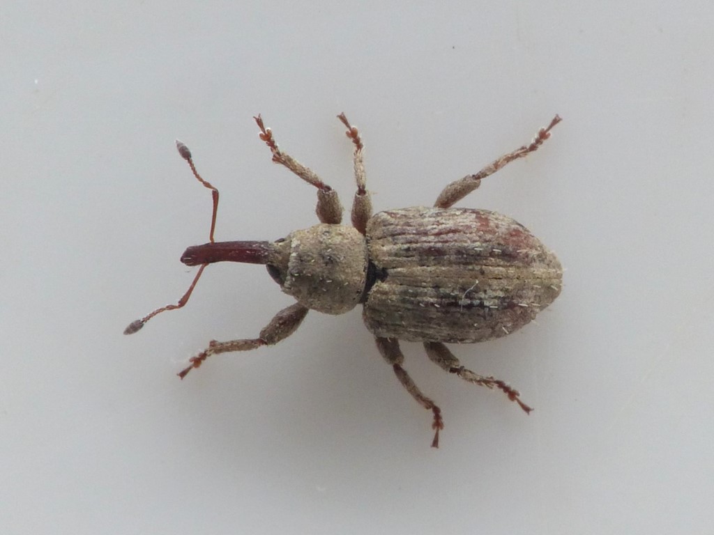 Pseudostyphlus pillumus (Pseudostyphlus pillumus)