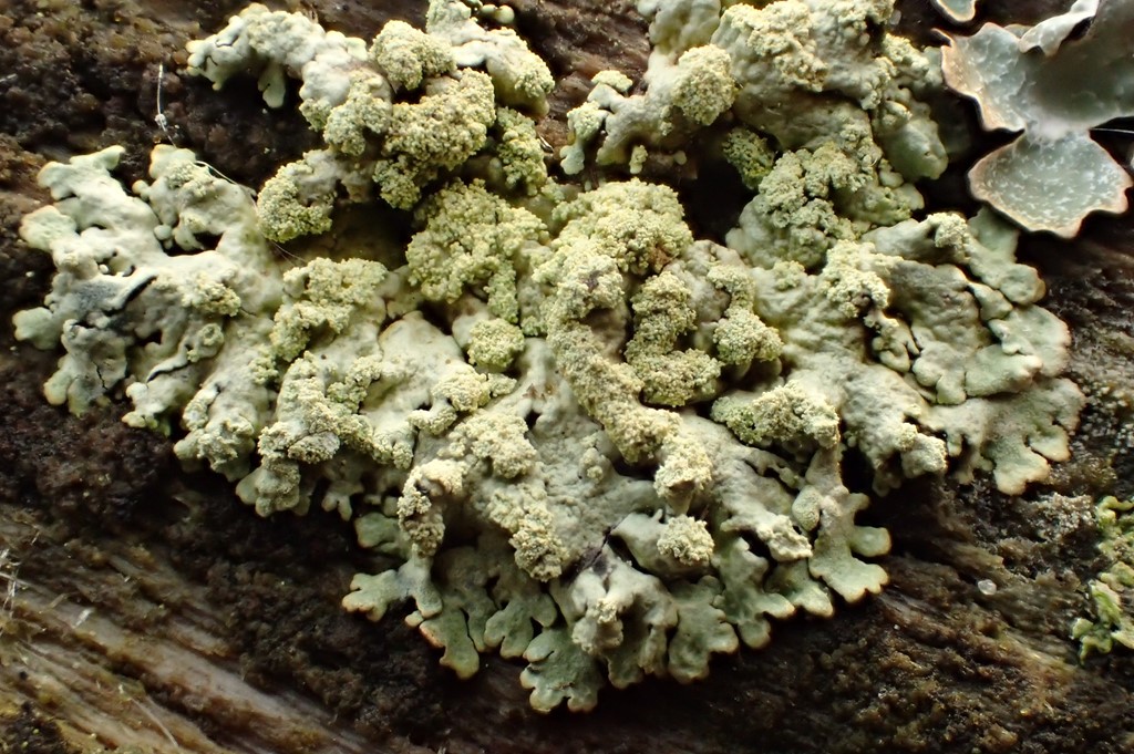 Gul Stolpelav (Parmeliopsis ambigua)