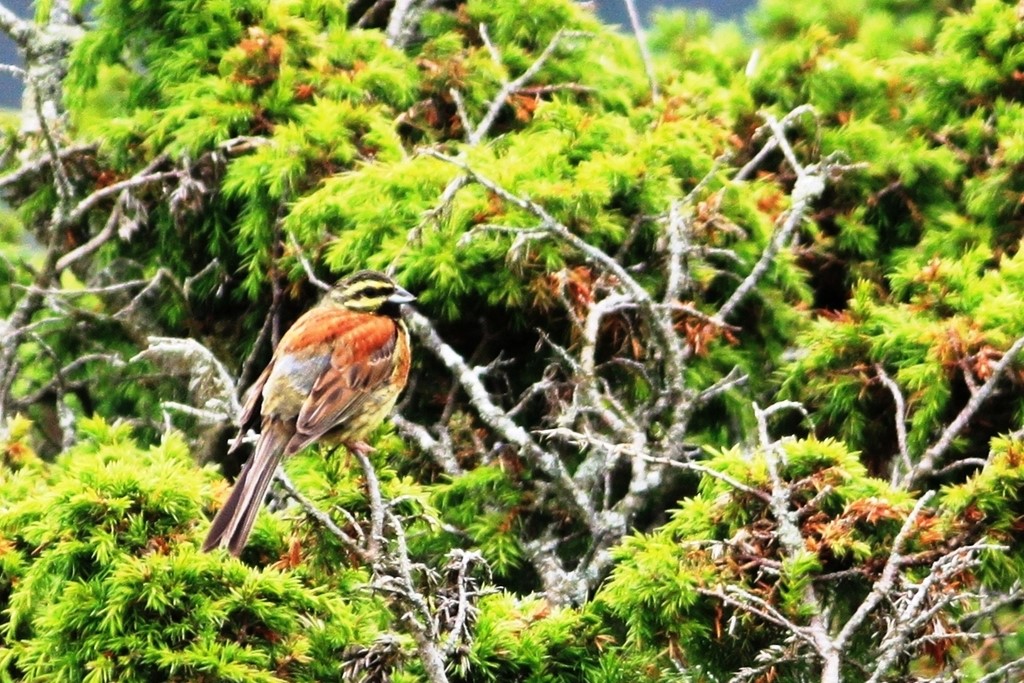 Gærdeværling (Emberiza cirlus)