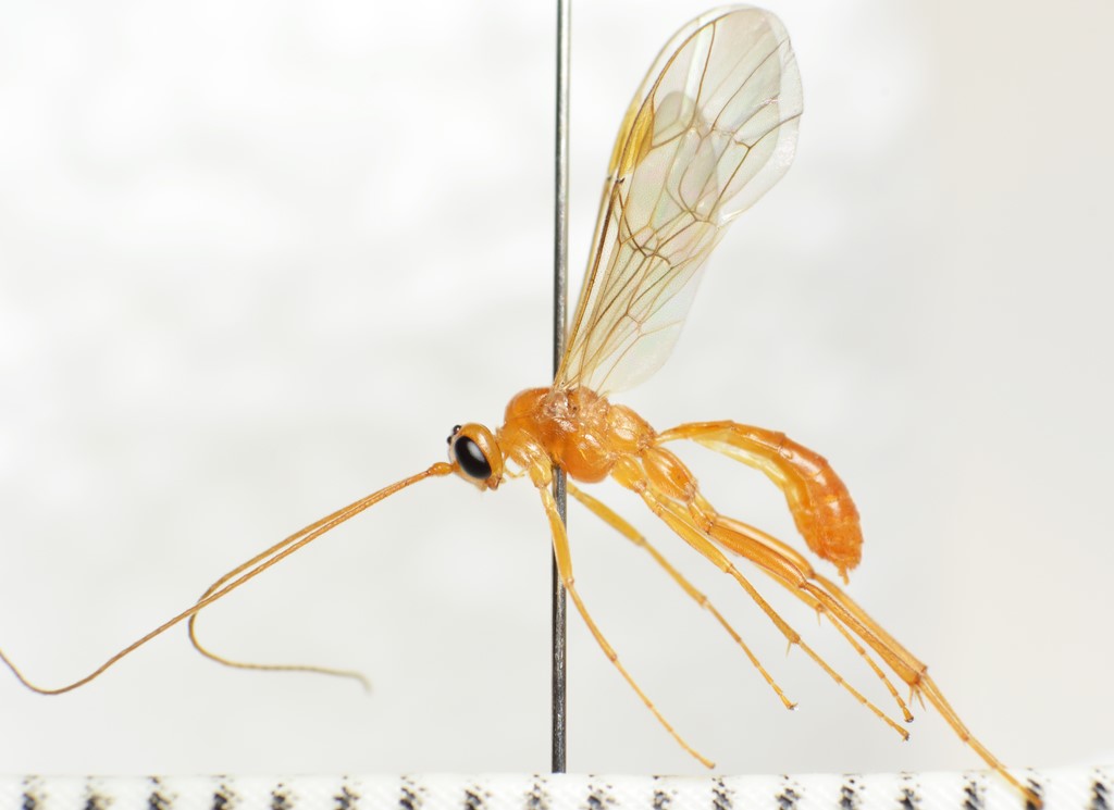 Absyrtus vernalis (Absyrtus vernalis)