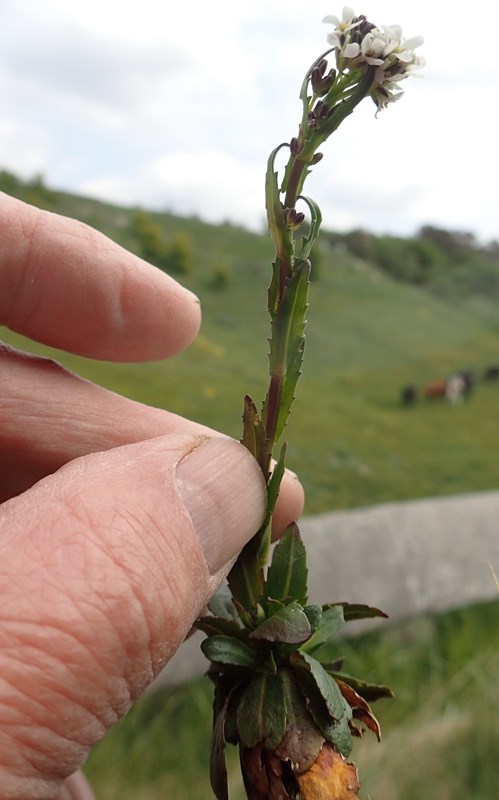 Glat Kalkkarse (Arabis hirsuta var. glaberrima)