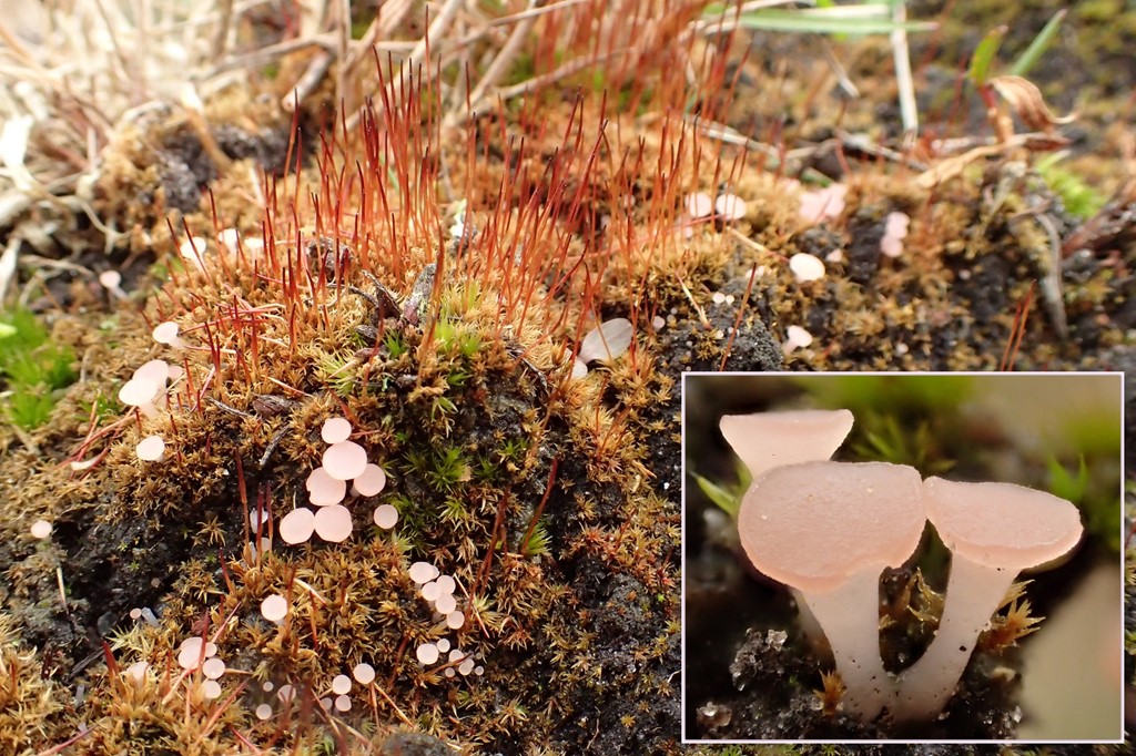 Roseodiscus formosus (Roseodiscus formosus)