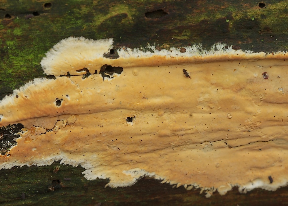 Citronskorpe (Vesiculomyces citrinus)