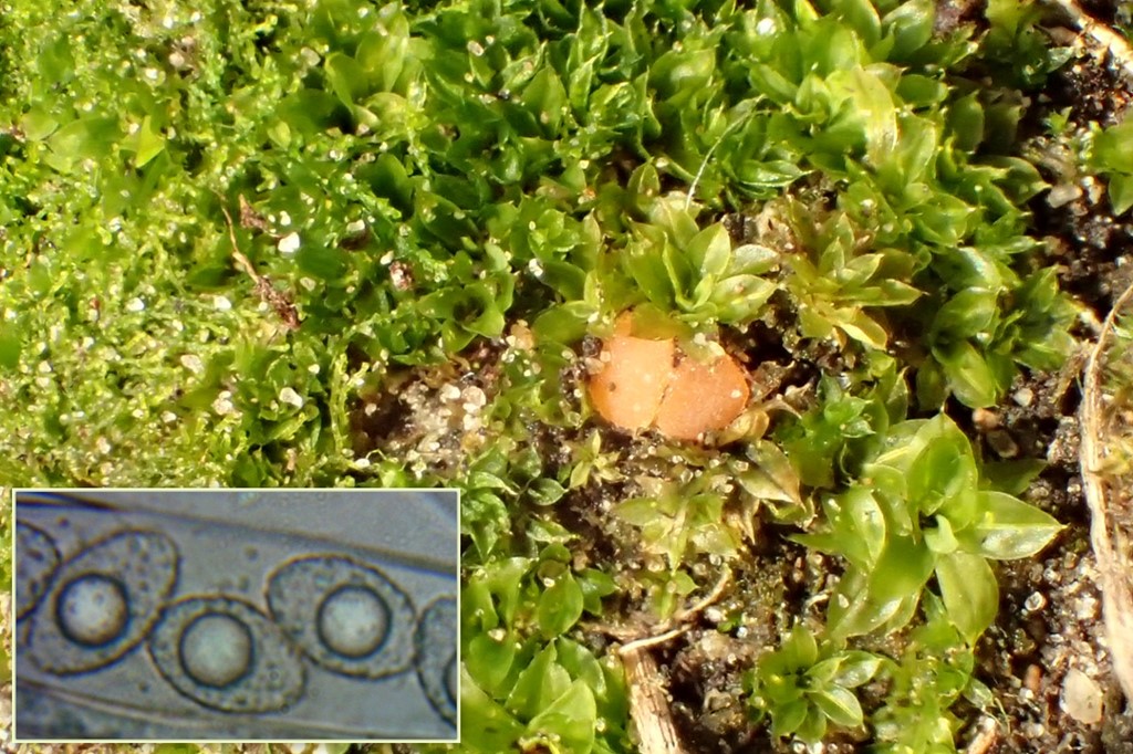 Octospora meslinii (Octospora meslinii)