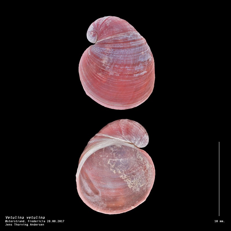 Fløjlsskæl (Velutina velutina)