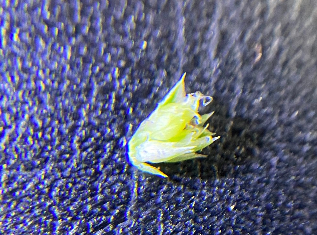 Skebladet Amarant (Amaranthus blitoides)