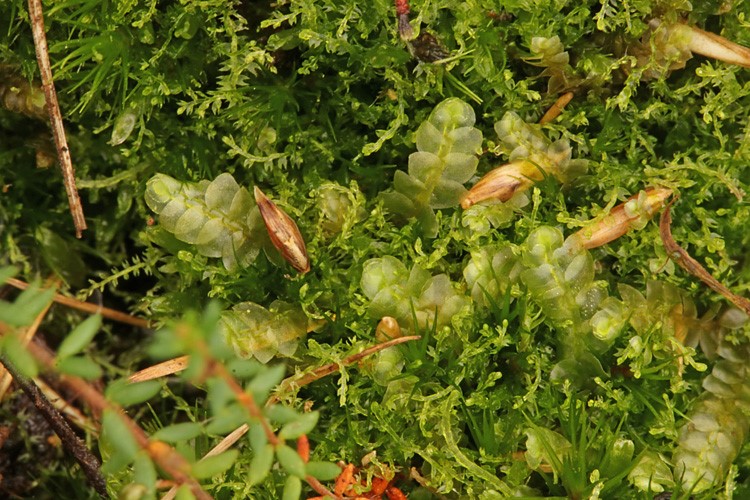 Tvespidset Sækmos (Calypogeia fissa)