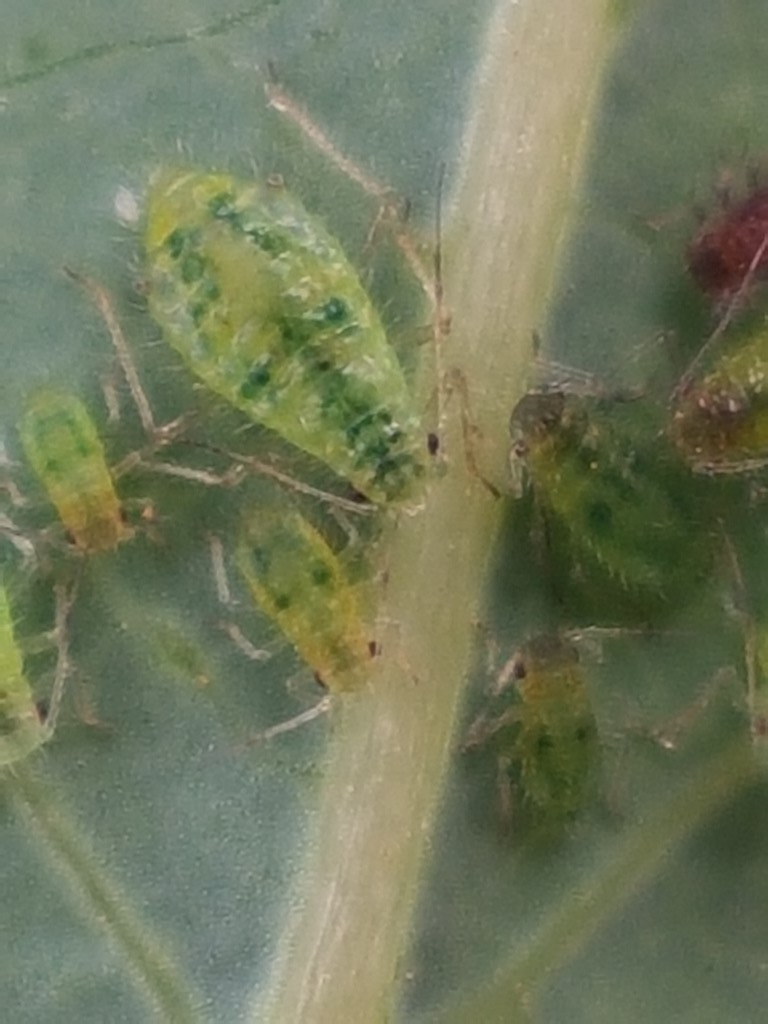 Chaitophorus truncatus (Chaitophorus truncatus)
