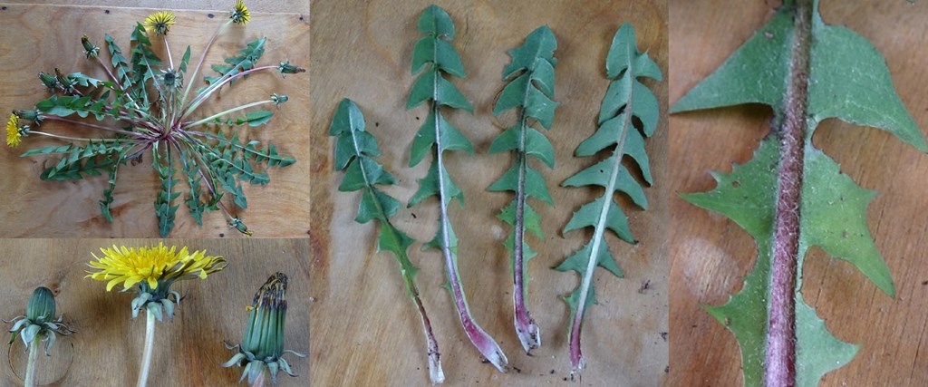 Kant-Krogmælkebøtte (Taraxacum atactum)